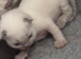 Ragdoll blue mitted kittens born 10/07/26