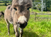 Miniature Mediterranean colt