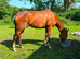 15.2hh mare