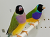 Beautiful pair of Gouldian finches