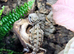 Rankins Dragons at Birmingham Reptiles