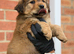 Chow chow X