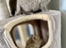 Pure British shorthair kittens genetically tested