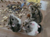 Young Male Russian Hamsters