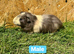 Young Guinea pigs
