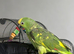 Semi tame yellow crowned Amazon