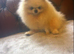 Pomeranian puppies ready now
