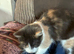 Calico female fluffy cat