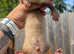 2 hob ferret twins 12 weeks old.