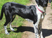 German pointer cross collie female puppy looking for new forever home