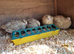 4x Beautiful Corturnix Quail Hens