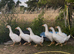Embden goslings for sale