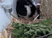 2 bonded female guinea pigs