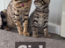 Bengal x kittens