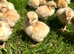 Day old pure breed chicks