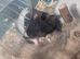Hamster