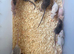 Baby’s rats 6 weeks/8week