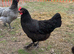 5- black marans pol