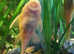 Adult Albino Bristlenose Pleco Ancistrus  - 1 male+1 female. Fast delivery within mainland UK.