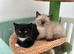 Rare, super friendly Himalayan kittens ready to leave