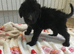 Beautiful bellington x poodle puppies for sale