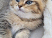Chinchilla Scottish Fold kittens