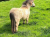 Miniature mare