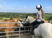 Grey Appaloosa British riding pony