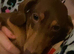 Miniature DACHSHUND adult female