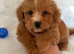 Maltipoo puppies small toy Maltese x toy poodle red apricot dog puppy