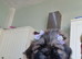 Beautiful Shih Tzu Girls Looking for Their Forever Homes