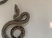 Gorgeous baby boas