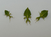 3 Little leaf insect nymphs (Phyllium gardabagusi "Argopuro")