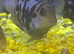 Parrot fish
