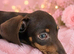 Mini dachshund girl