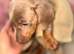 Dachshund puppies ready to leave their mother