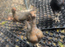 2 pairs of modern game bantams