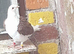 Saddle racing pigeons for sale