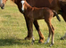 Stunning colt foal