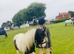 Bonnie - Seeking long term loan home