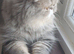 Blue Cream Persion and Blue Tabby Exotic female y