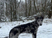 Lurcher pups for sale