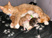 5 beautiful kittens