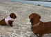 Standard Dacshund Pup