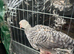 2 Modern Game bantam cockerels