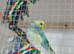 Budgies