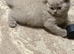 High-Quality British Shorthair Kittens