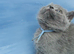 British shorthair blue boy ready to leave