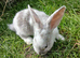 Plush lop and plush lop cross babies