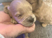 3 cockapoo puppies